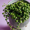 Senecio Rowleyanus (String of Pearls) Medium