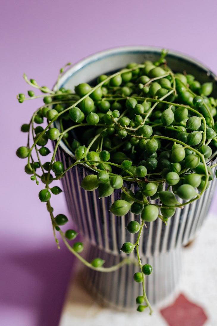 Senecio Rowleyanus (String of Pearls) Medium -  Edelcactus BV (handmatig).