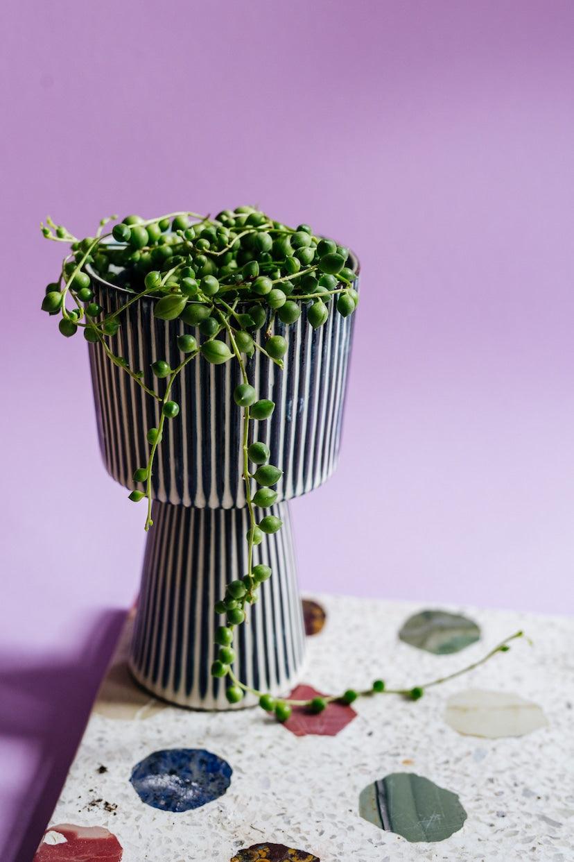 Healthy Curio Rowleyanus, syn. Senecio Rowleyanus Baby. A perfect curio rowleyanus, syn. senecio rowleyanus baby for your indoor houseplant collection.