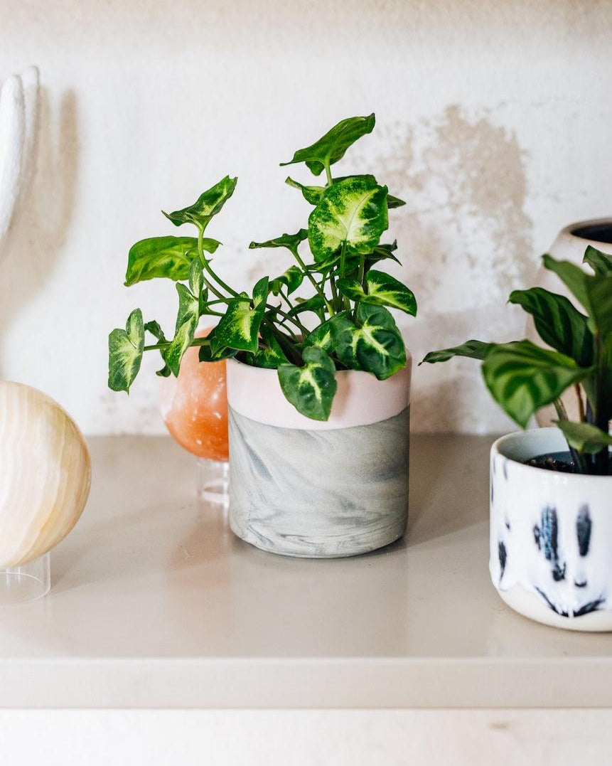 Healthy Syngonium Pixie Baby. A perfect syngonium pixie baby for your indoor houseplant collection.