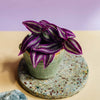 Tradescantia zebrina 'Violet Hill' Baby