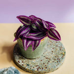 Tradescantia zebrina 'Violet Hill' Baby