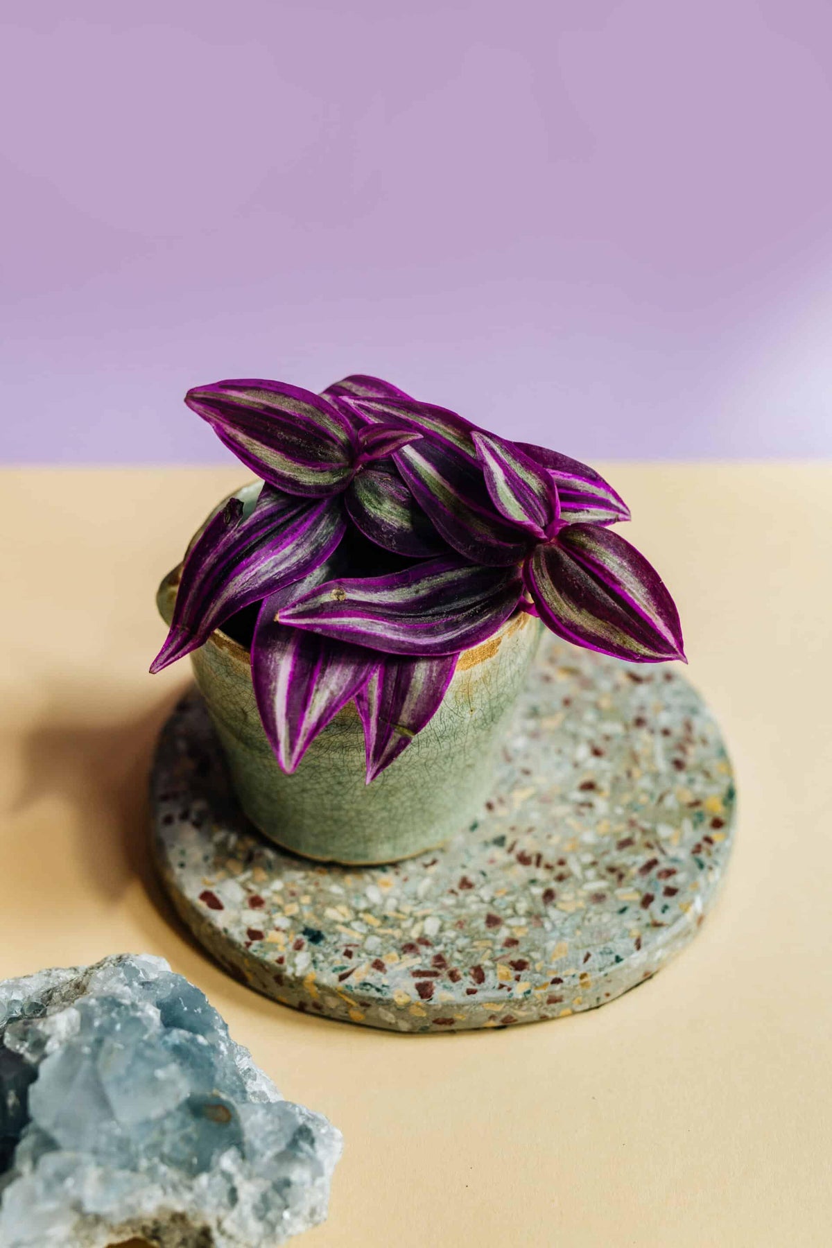 Tradescantia zebrina 'Violet Hill' Baby – Medium, Approx. 10.0cm height – 12.0cm Pot Default Title 1