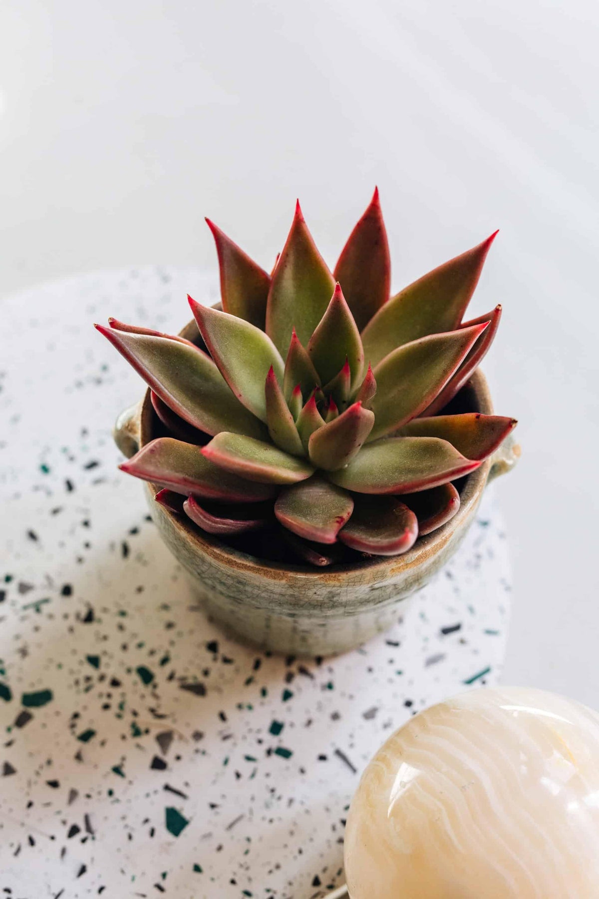 Echeveria Agavoides Mars Galaxy® Baby – Baby, Approx. 10.0cm height – 6.0cm Pot Default Title 1