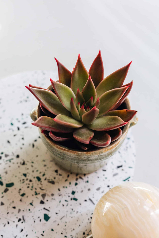 Echeveria Agavoides Mars Galaxy® Baby – Baby, Approx. 10.0cm height – 6.0cm Pot Default Title 1