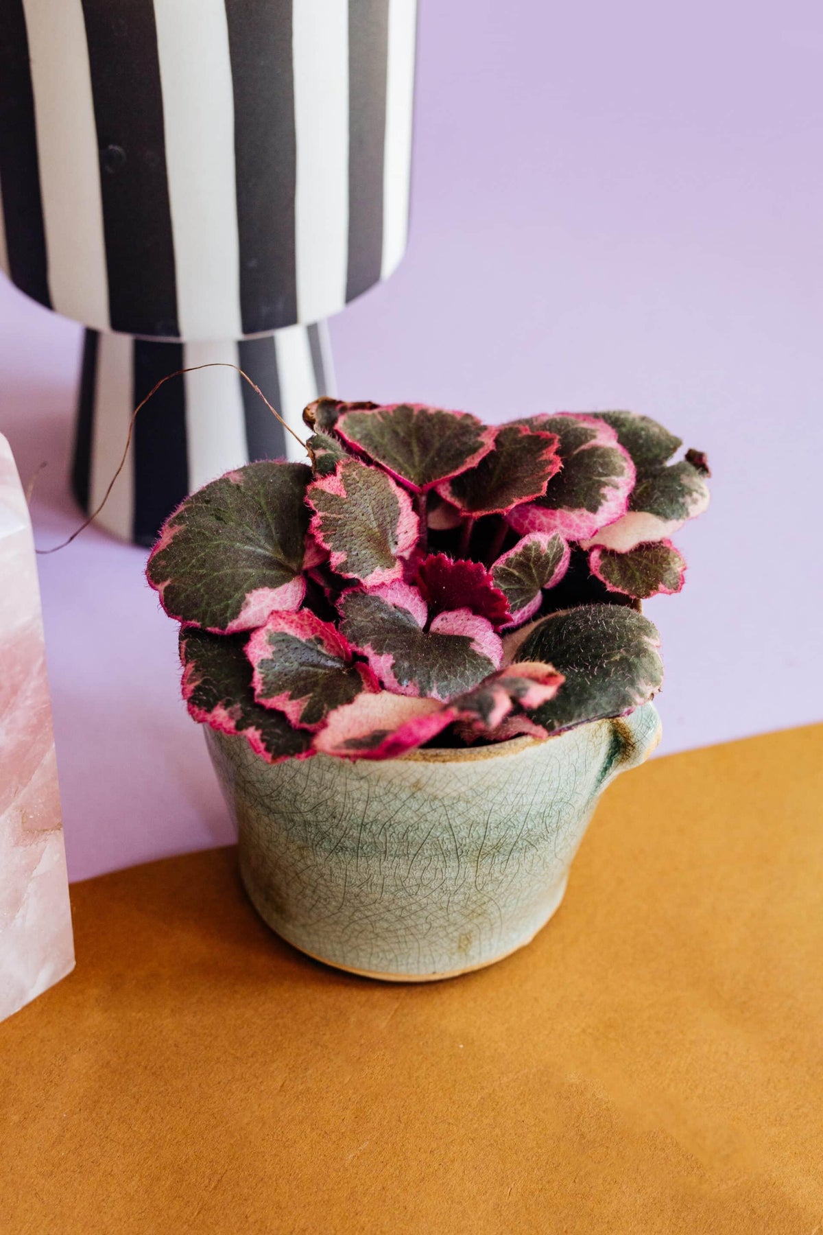strawberry house plant Saxifraga Stolonifera Variegata Baby aka Strawberry Begonia