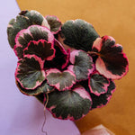 saxifraga