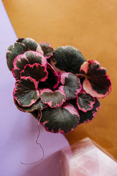 Saxifraga Stolonifera Variegata Baby aka Strawberry Begonia