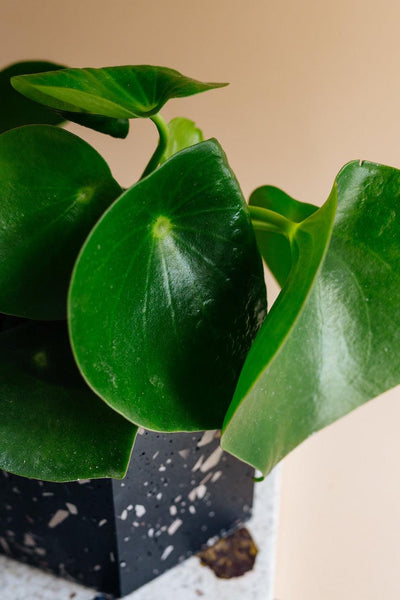 Elevate your indoor greenery with the Peperomia Polybotrya 'Raindrop'  Medium. This pet-friendly, easy-care houseplant charms with its glossy,  heart-shaped leaves and compact size. Ideal for beginners and small spaces. 