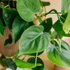 philodendron Scandens plant circle