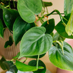 philodendron Scandens plant circle