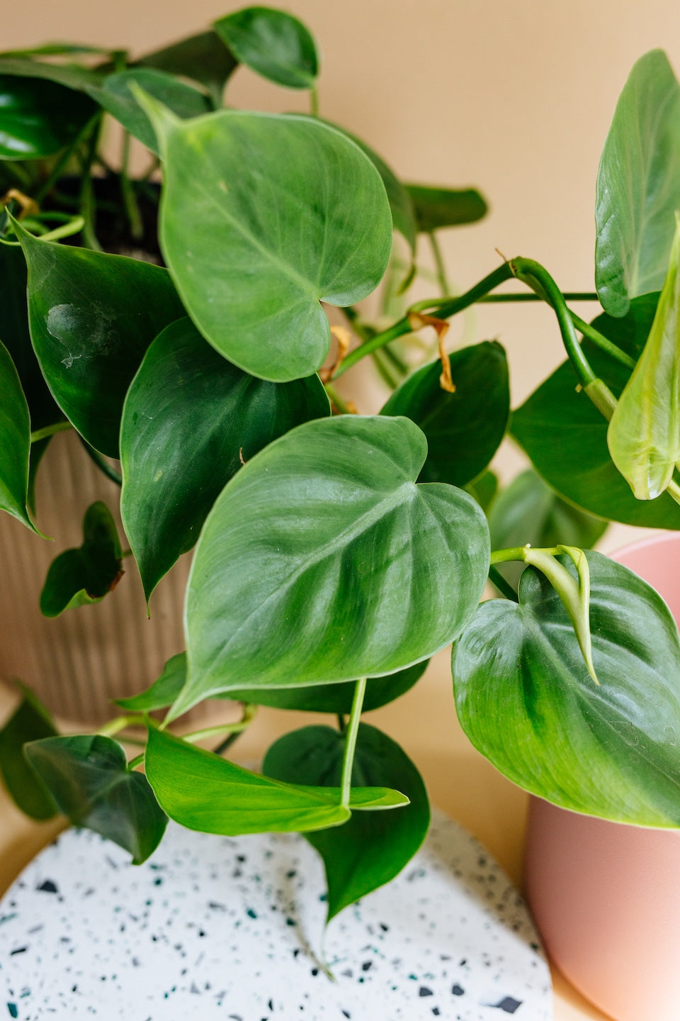 philodendron Scandens plant circle