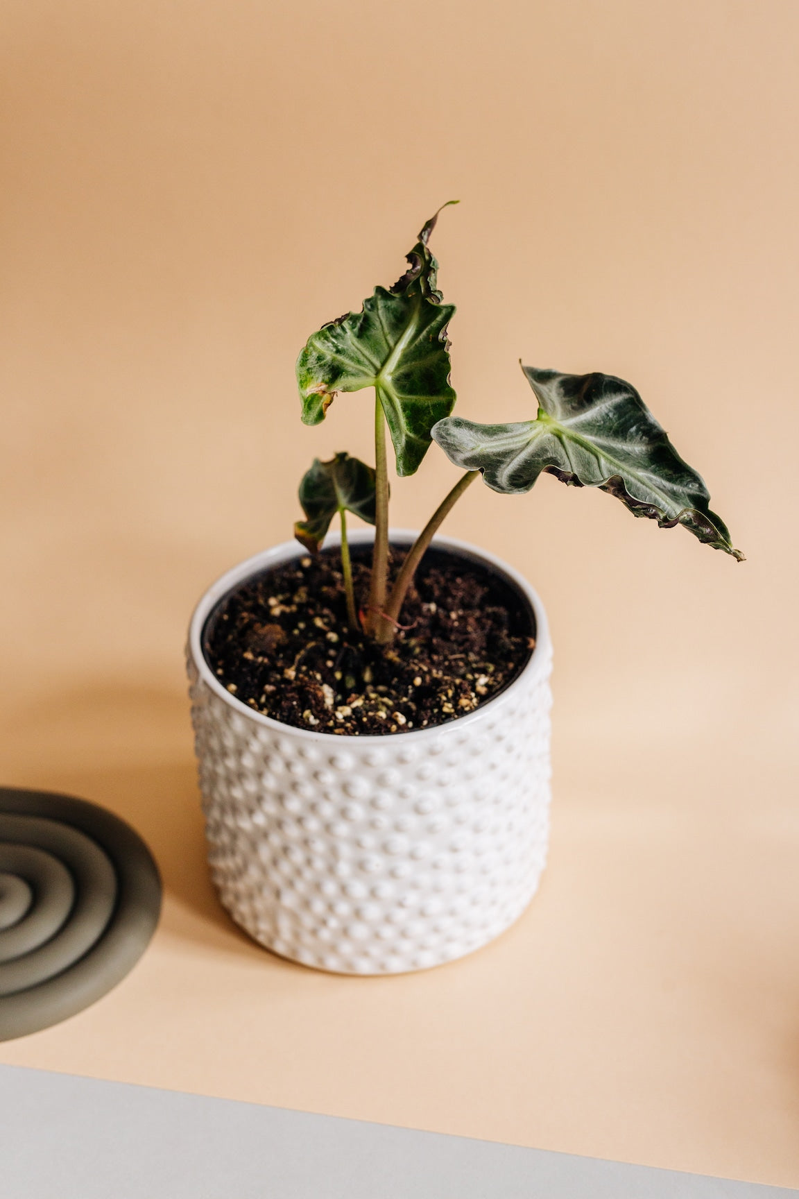 アロカシア・ロコ Alocasia Loco x 10 plants Alocasia Loco – Angie's Planties