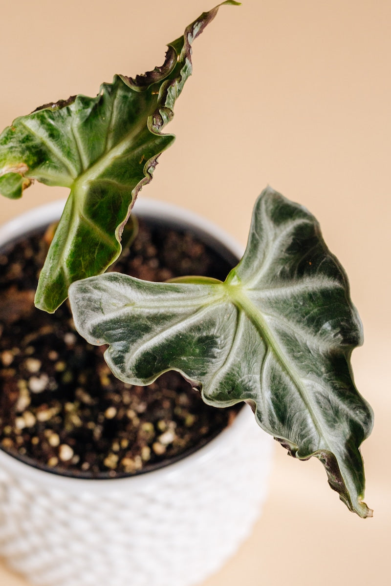 Alocasia 'Loco' Baby -  Geen.