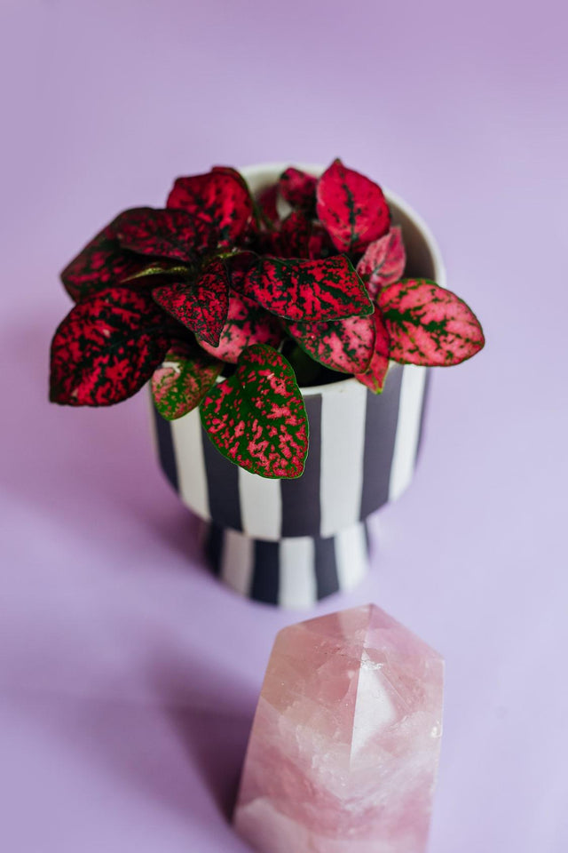 Hypoestes Phyllostachya Red 