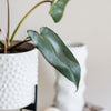 Philodendron Atabapoense – Medium, Approx. 30.0cm height – 12.0cm Pot 4