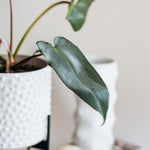 Philodendron Atabapoense – Medium, Approx. 30.0cm height – 12.0cm Pot 4
