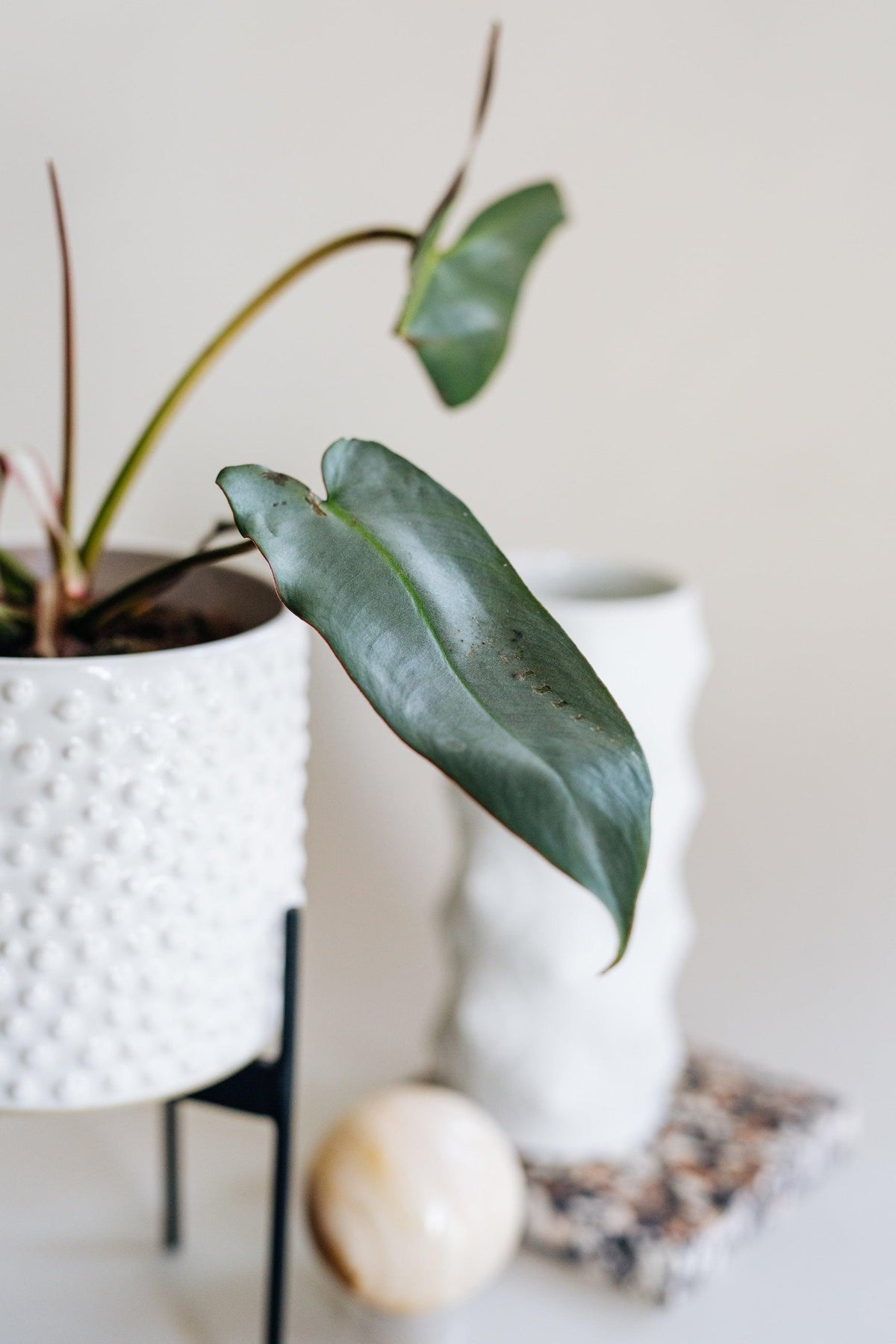 philodendron atabapoense silver Philodendron atabapoense XS Baby
