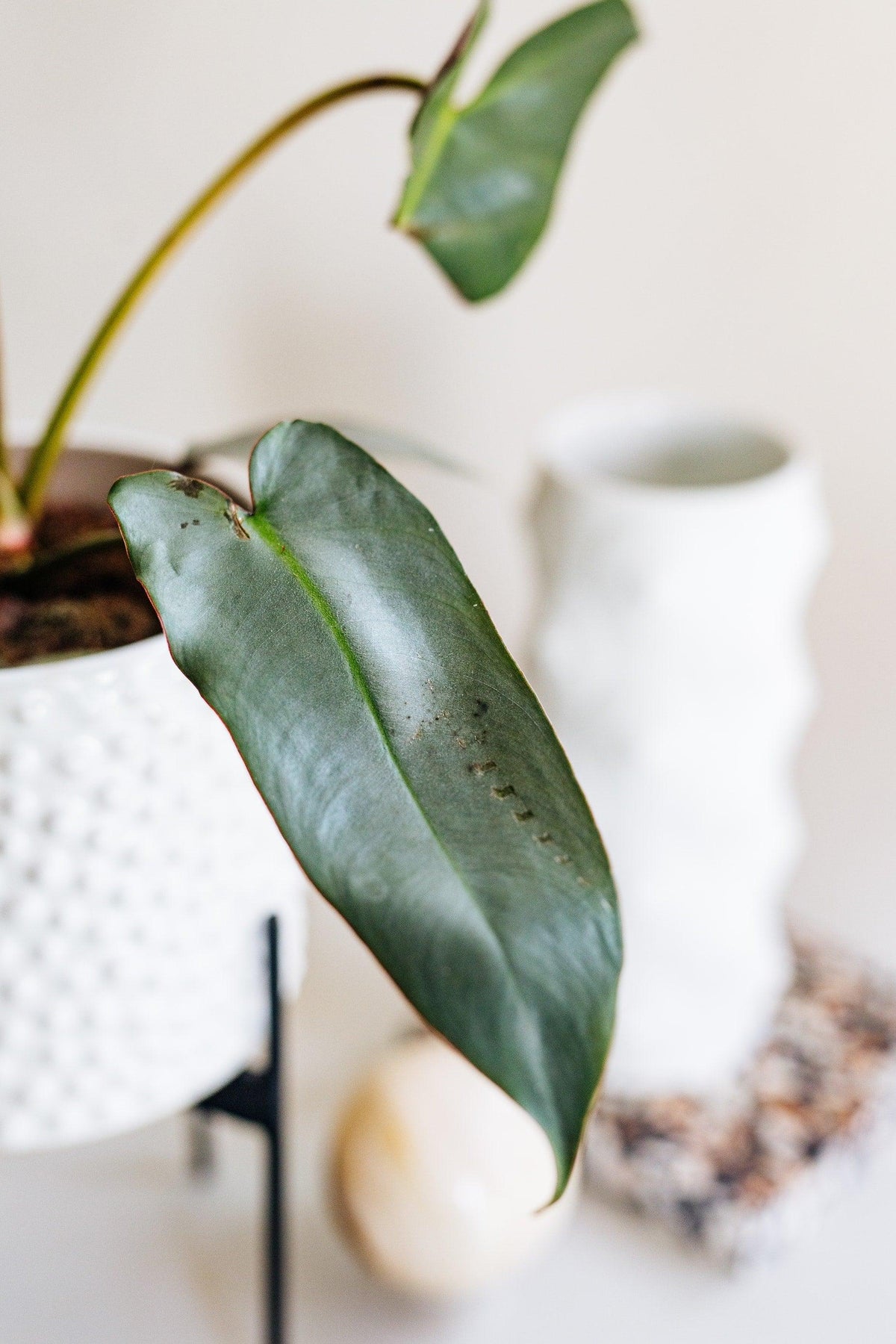 philodendron atabapoense silver Philodendron Atabapoense by Plant Circle – Medium, Approx. 30.0cm heig