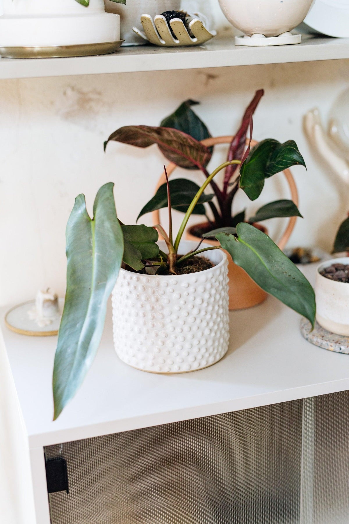 Philodendron Atabapoense – Medium, Approx. 30.0cm height – 12.0cm Pot 2