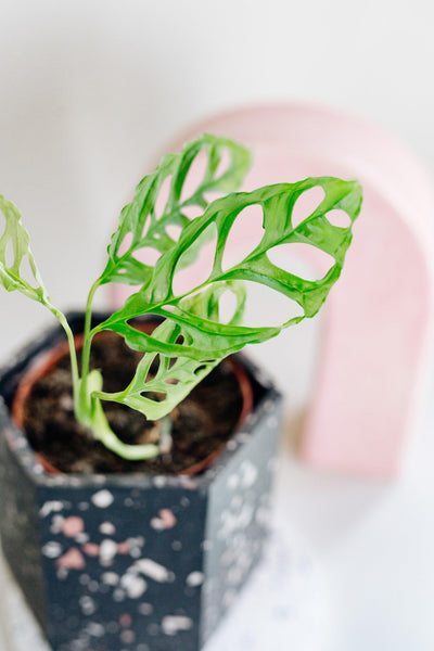 Monstera Obliqua Peru is a rare, iconic Aroid for collectors