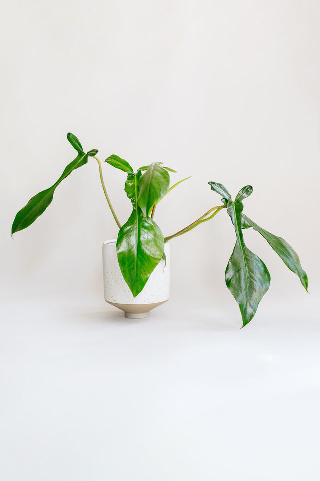 Healthy Philodendron Joepii M by Plant Circle. A perfect philodendron joepii m by plant circle for your indoor houseplant collection.