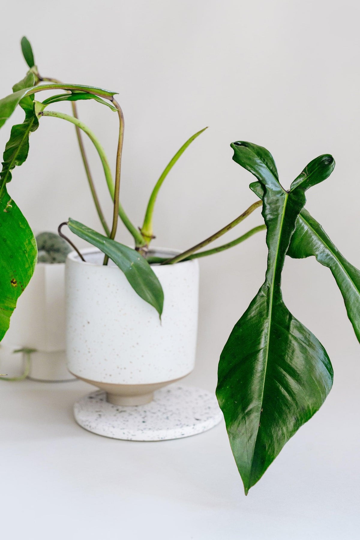 Healthy Philodendron Joepii M by Plant Circle. A perfect philodendron joepii m by plant circle for your indoor houseplant collection.