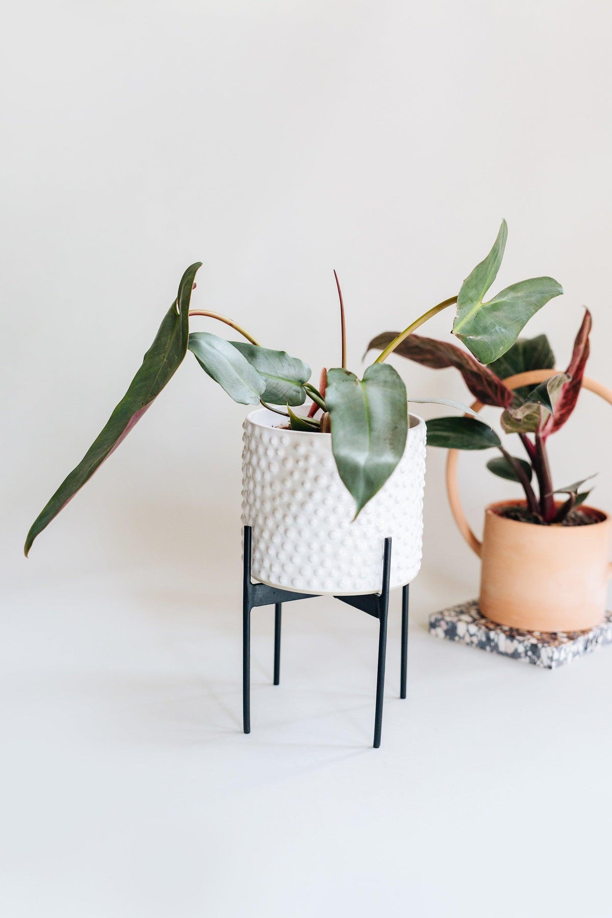 philodendron atabapoense silver Philodendron Atabapoense by Plant Circle – Medium, Approx. 30.0cm heig