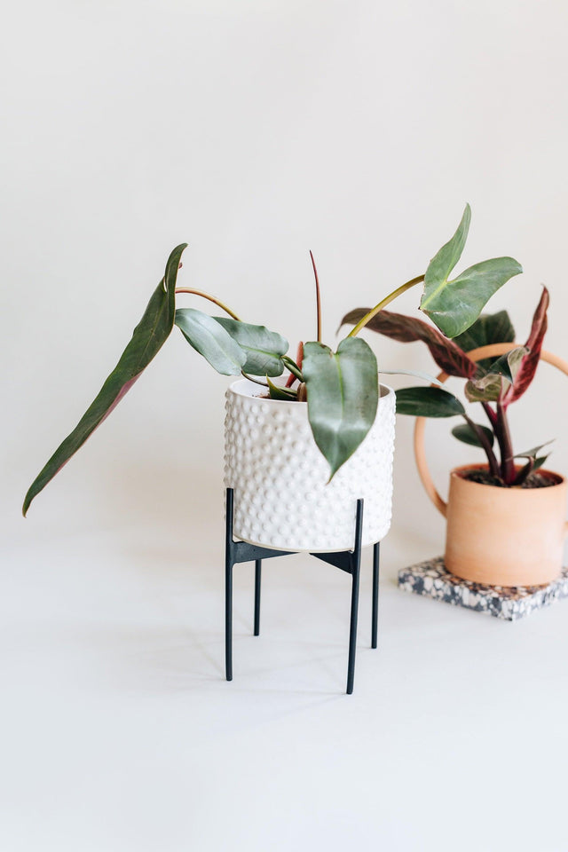 Philodendron Atabapoense – Medium, Approx. 30.0cm height – 12.0cm Pot Default Title 1