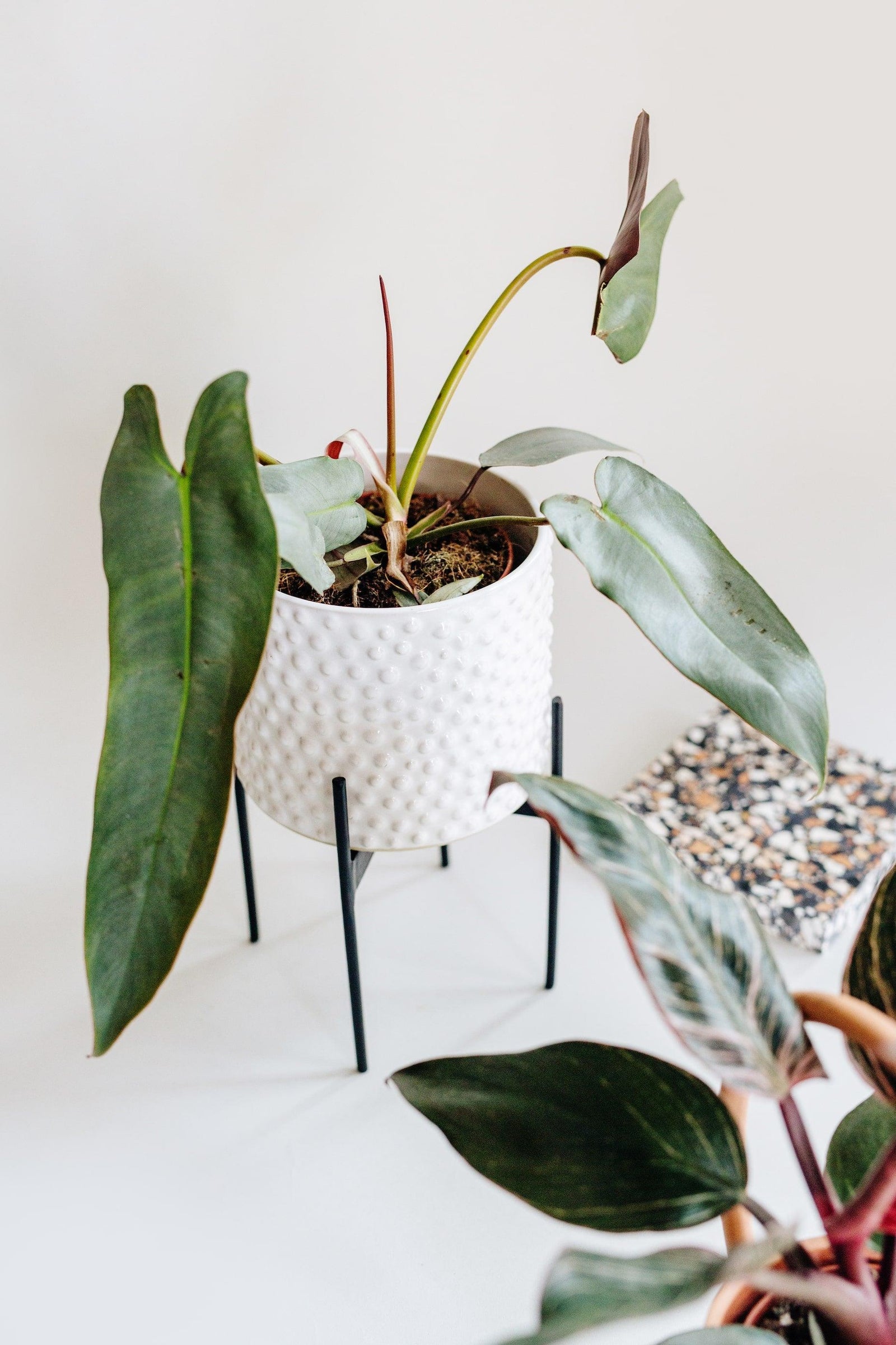 philodendron atabapoense silver Philodendron atabapoense XS Baby