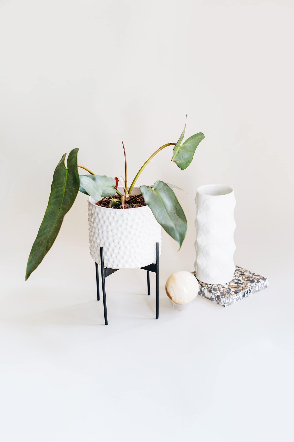 Philodendron Atabapoense – Medium, Approx. 30.0cm height – 12.0cm Pot 6