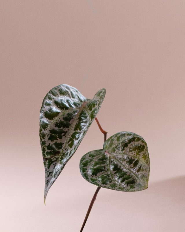 Piper Crocatum Pink – Medium, Approx. 25.0cm height – 12.0cm Pot Default Title 1