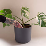 PlantCircle-0323-GreyPot-5-4x5