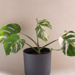 ELHO b.for soft Planter 22cm anthracite