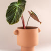 philodendron el choco red plant circle