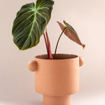 philodendron el choco red plant circle