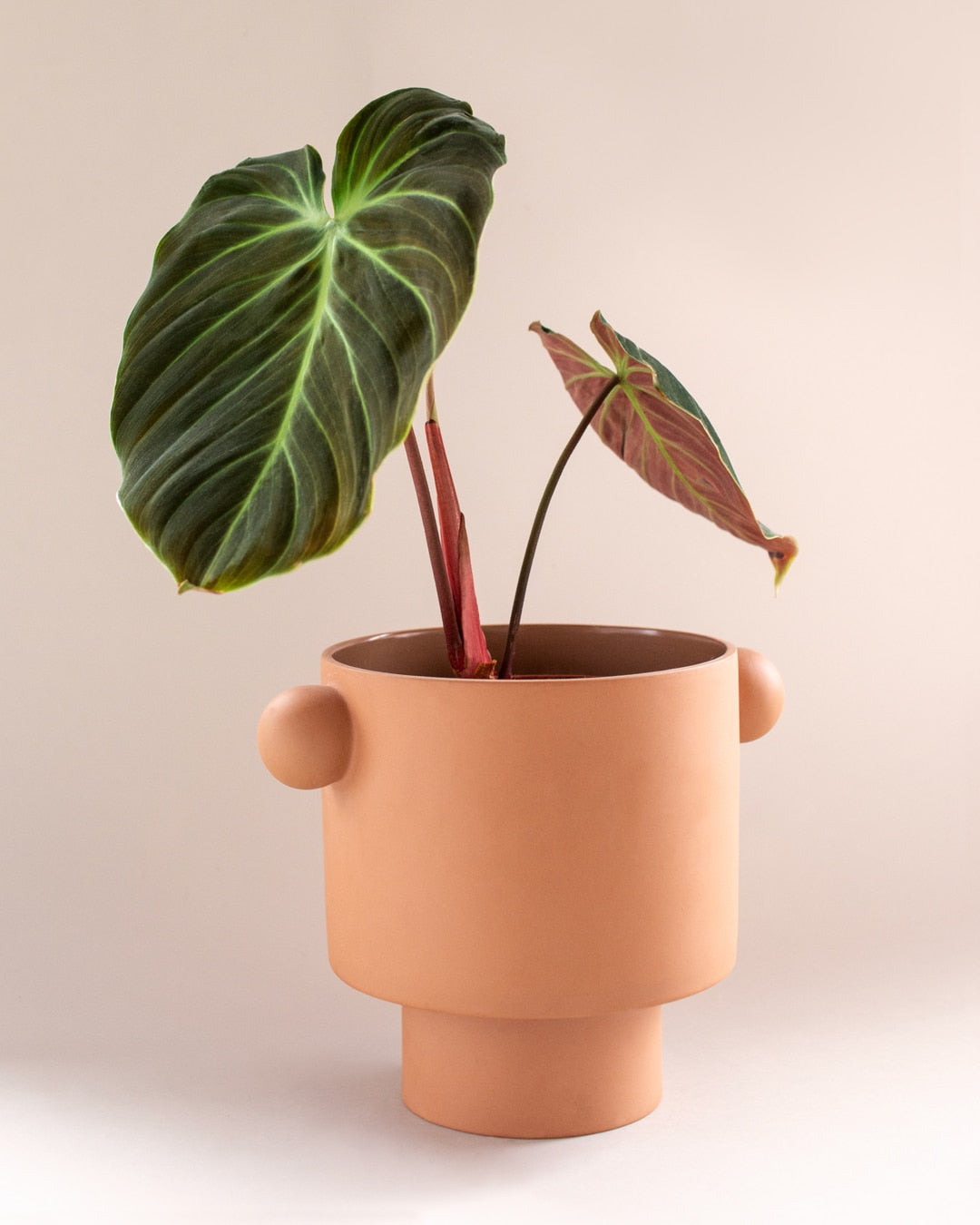 philodendron el choco red plant circle