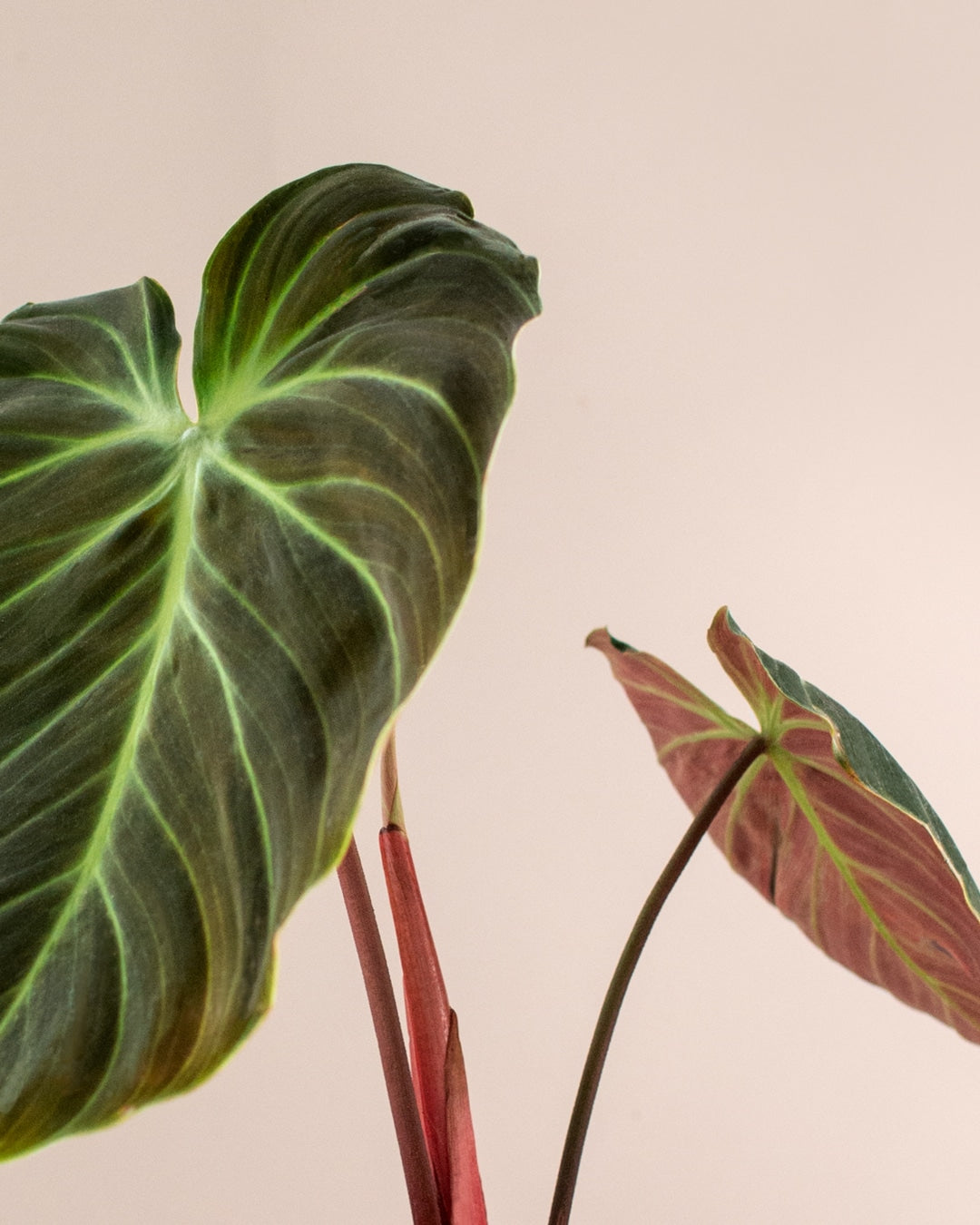 philodendron el choco red plant circle