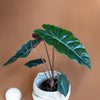 Alocasia Chantrieri plant circle