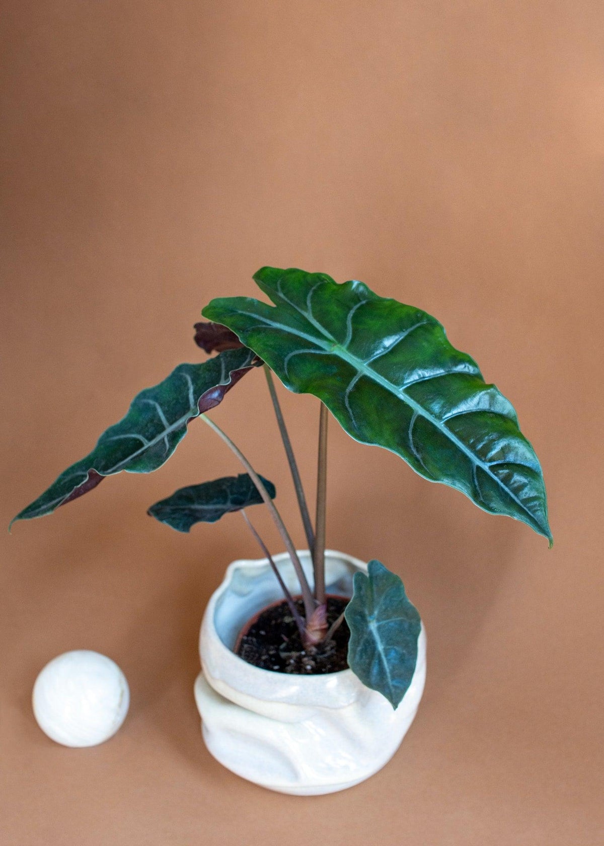 Alocasia Chantrieri Medium