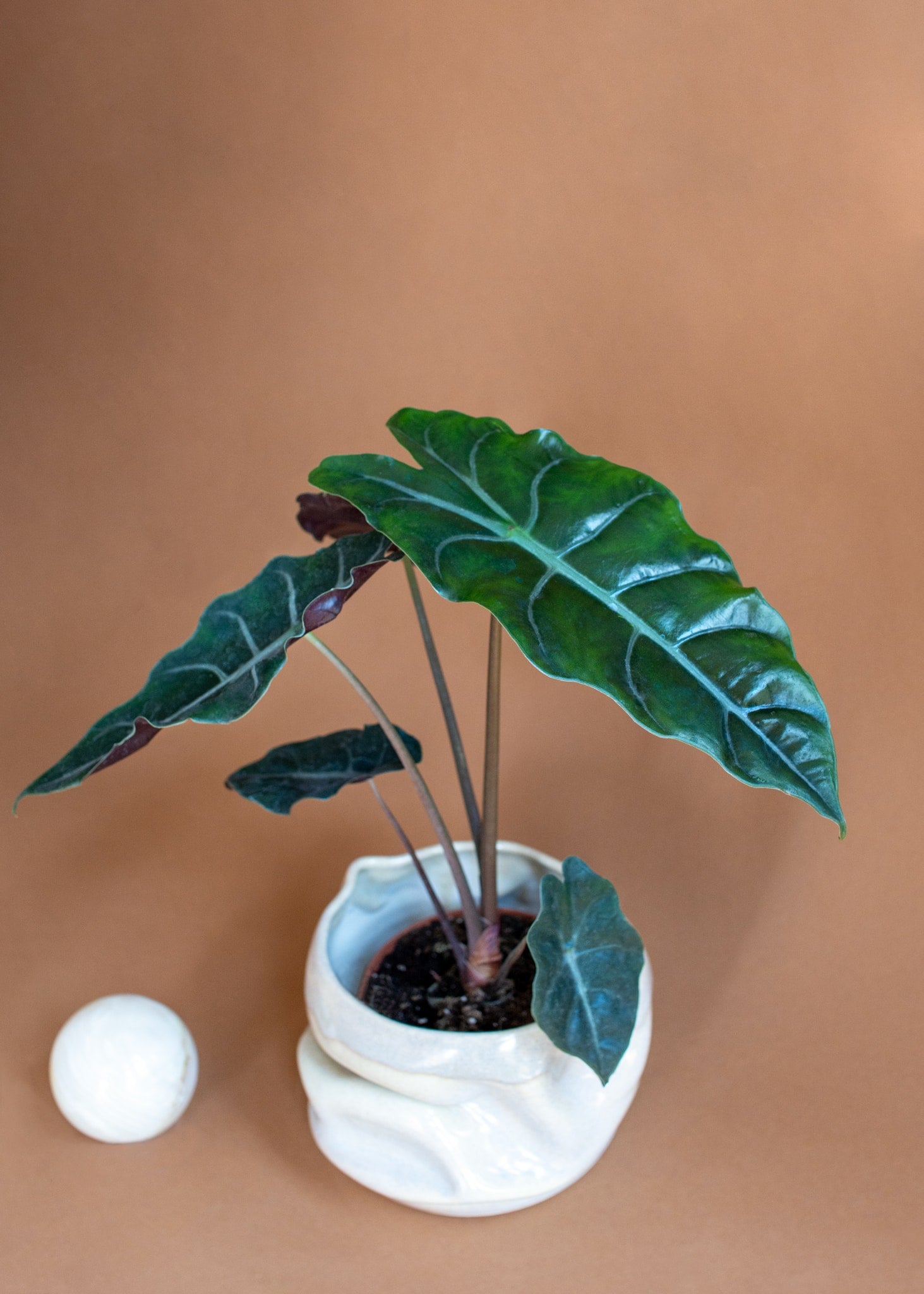 Alocasia Chantrieri plant circle