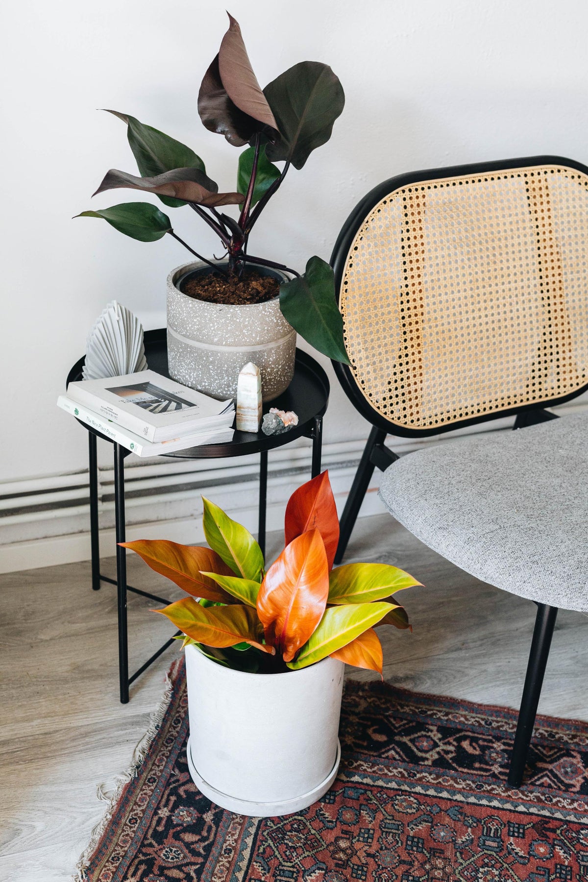 Philodendron Prince of Orange aroid plant with vibrant orange leaves, perfect for home decor enthusiasts.