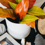 Philodendron Prince of Orange L by Plant Circle – Large, Approx. 40.0cm height by Plant Circle – 17.0cm Pot