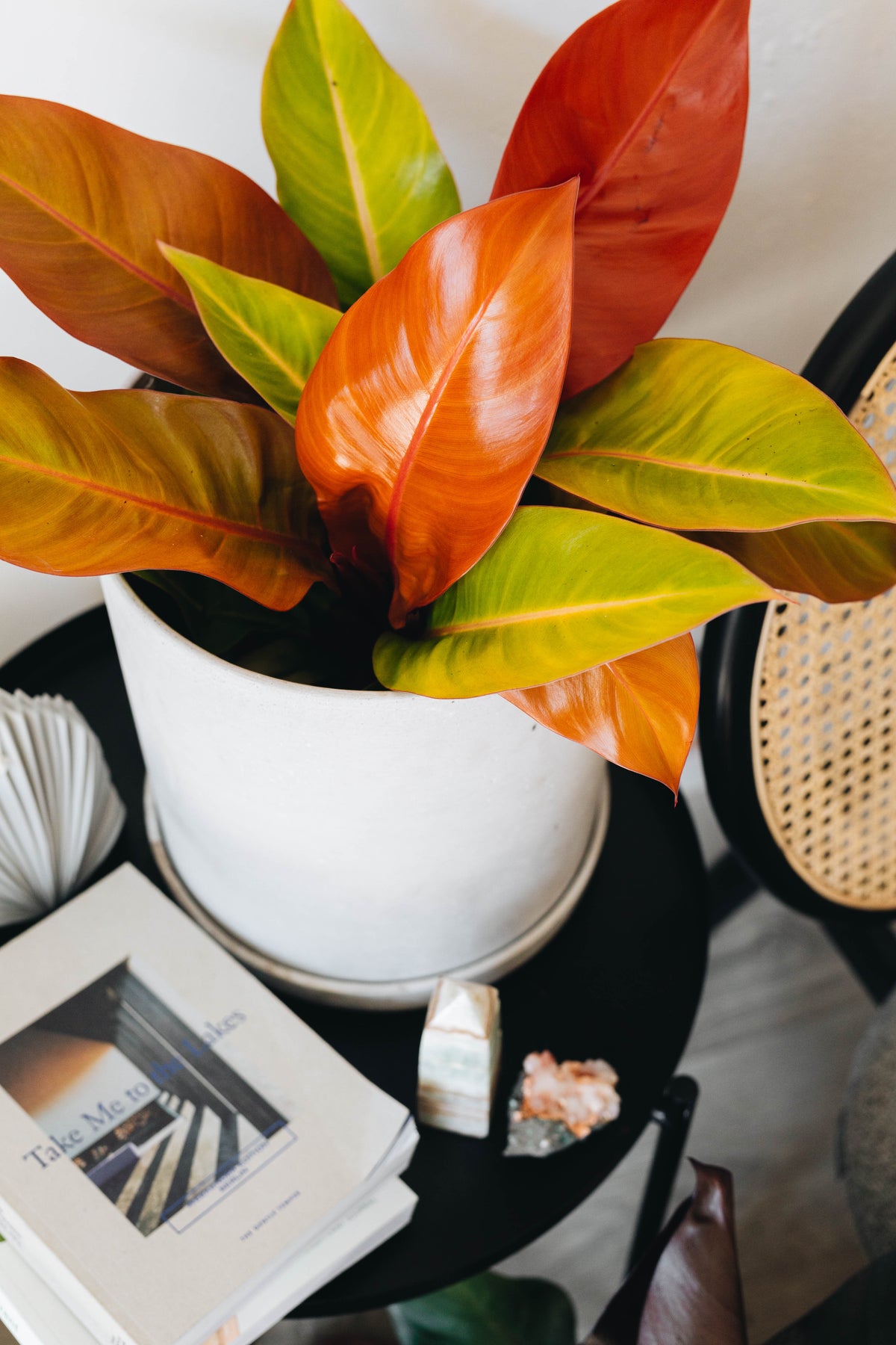 Philodendron Prince of Orange aroid plant with vibrant orange leaves, perfect for home decor enthusiasts.