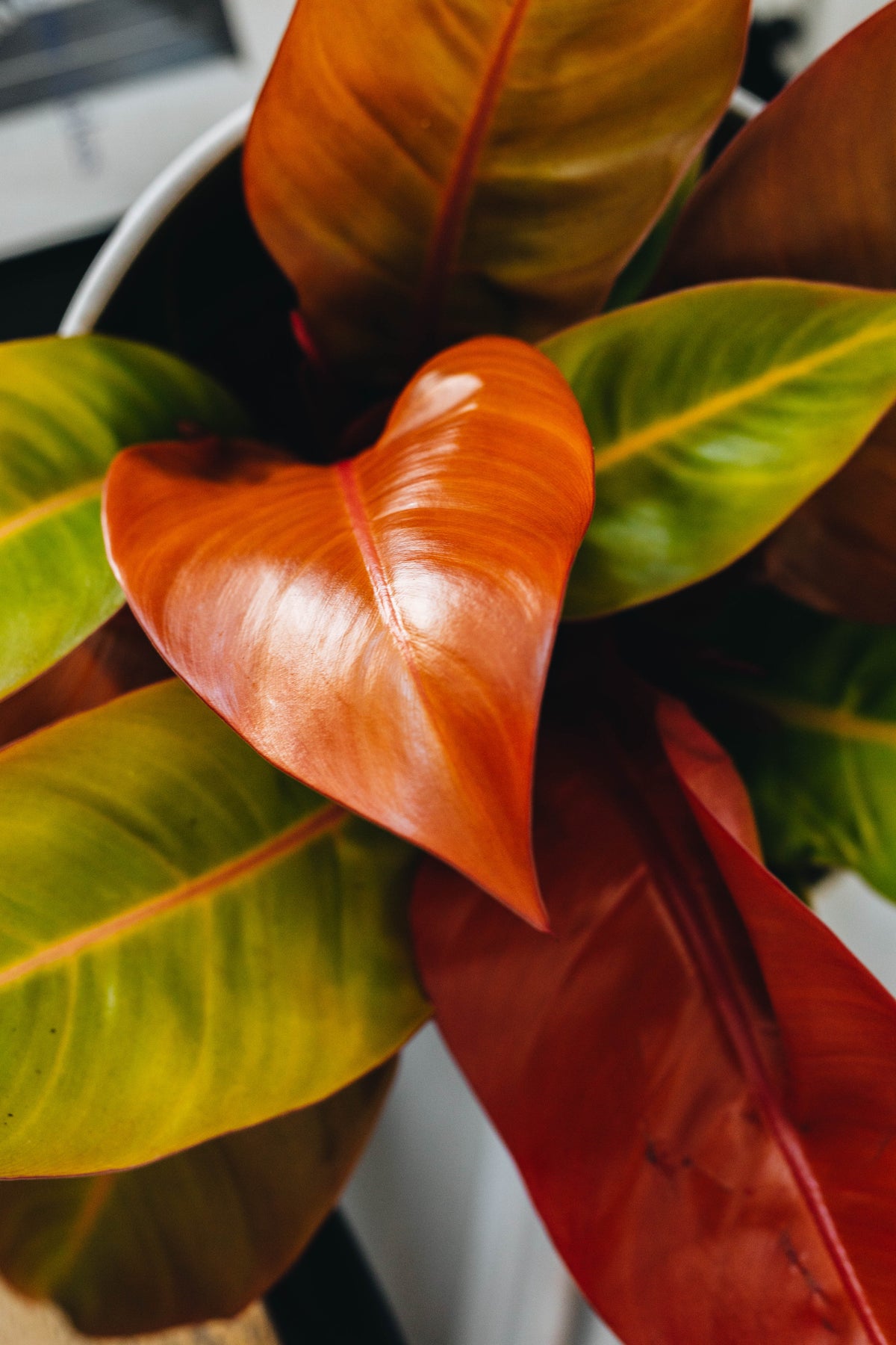 Philodendron Prince of Orange aroid plant with vibrant orange leaves, perfect for home decor enthusiasts.
