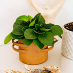 Healthy Peperomia ‘Rana Verde’ with round, deep-green leaves displayed in a warm terracotta-style pot, a compact and easy-care indoor plant.