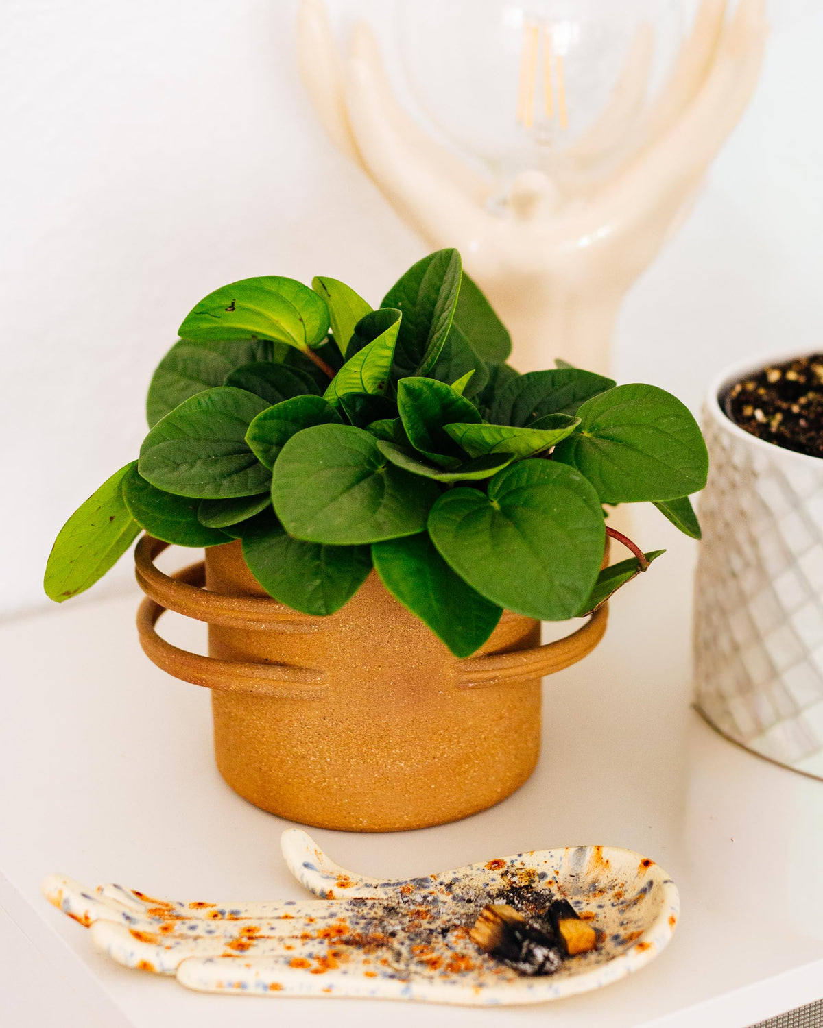 Healthy Peperomia ‘Rana Verde’ with round, deep-green leaves displayed in a warm terracotta-style pot, a compact and easy-care indoor plant.
