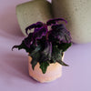 Gynura aurantiaca aka Purple Velvet Plant Baby