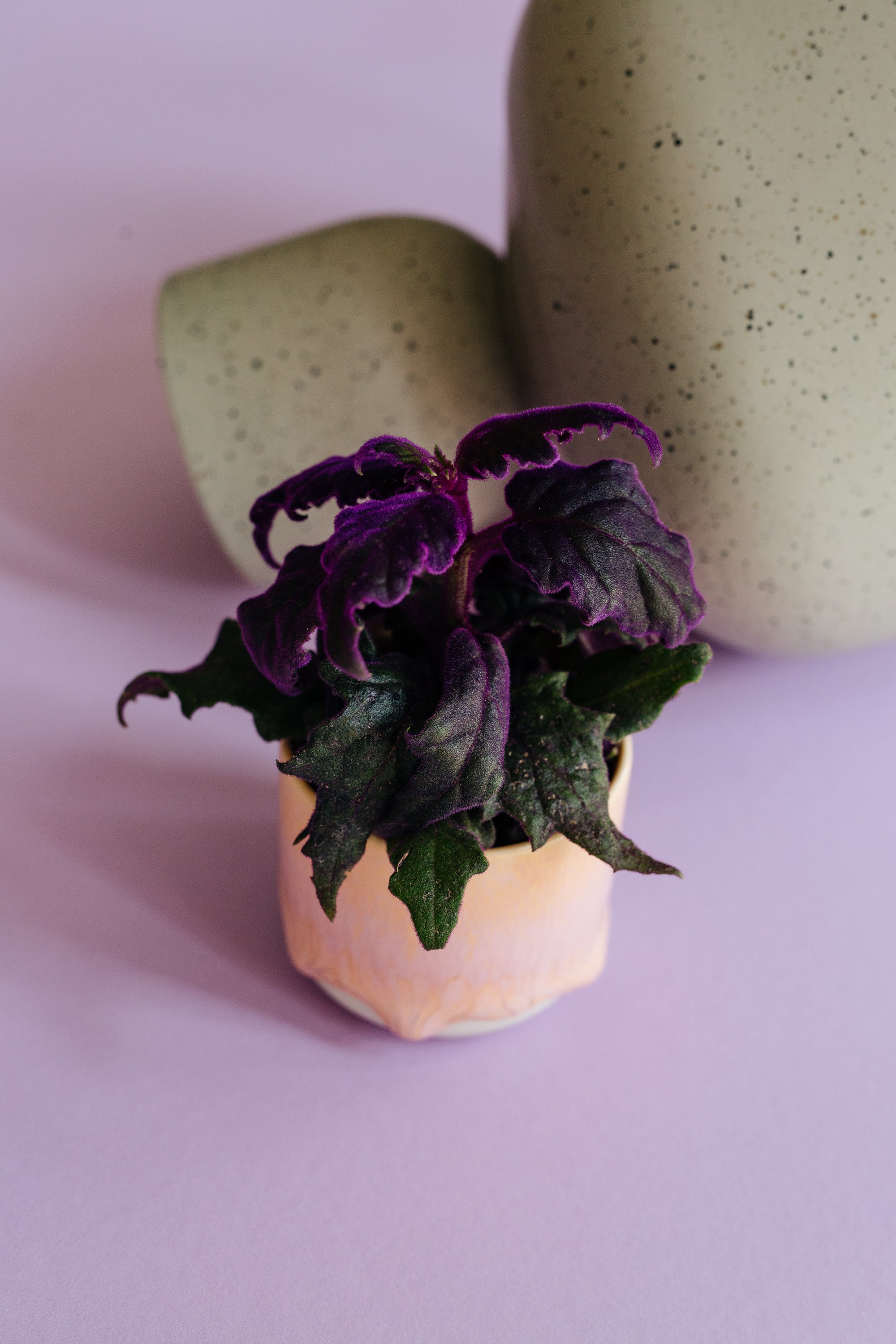 Gynura aurantiaca aka Purple Velvet Plant Baby