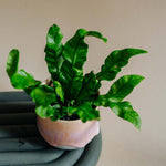 Healthy Asplenium nidus ‘Crispy Wave’ Baby in a soft pink pot. A perfect compact fern with wavy green leaves for your indoor houseplant collection